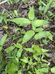 Lithachne pauciflora