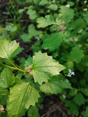 Alliaria petiolata