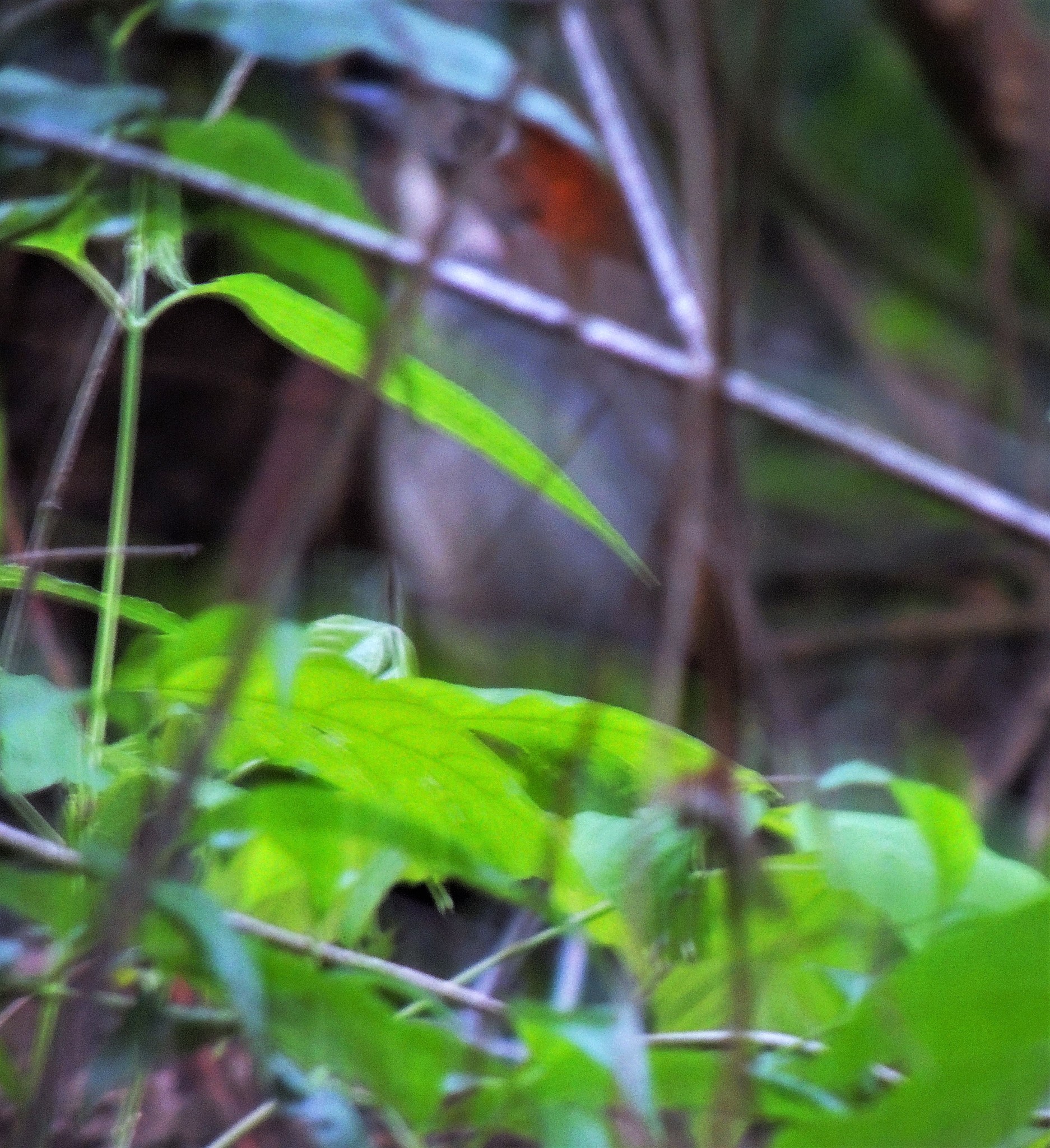 White-throated Antpitta (Grallaria albigula), photo 6