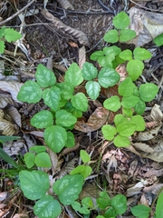 Akebia trifoliata