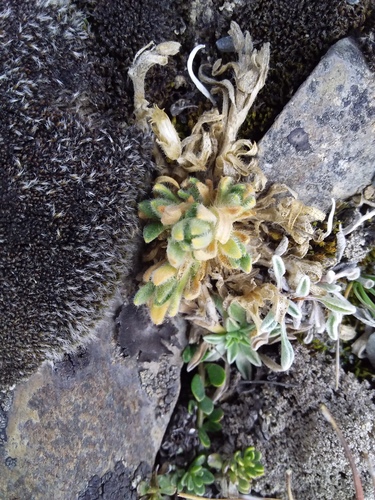 Cerastium peruvianum (Cerastium peruvianum)