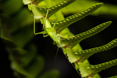 Hexacentrus unicolor