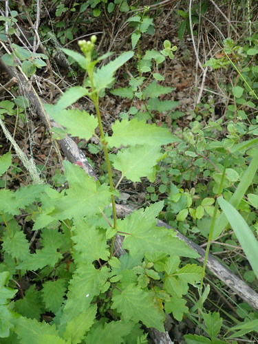 iNaturalist observation photo of California beeplant