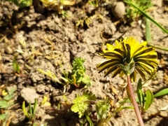 Taraxacum tortilobum