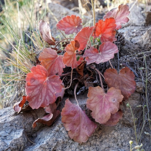 Image of Heuchera novomexicana by (c) Andrew Tree, some rights reserved (CC BY)
