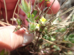 Gnidia humilis