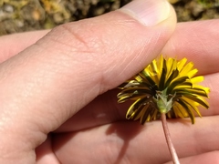 Taraxacum tortilobum