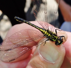 Phanogomphus borealis