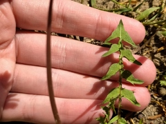 Taraxacum tortilobum