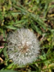 Taraxacum tortilobum