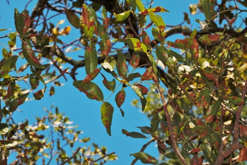 Brachystegia spiciformis image