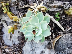 Echeveria simulans