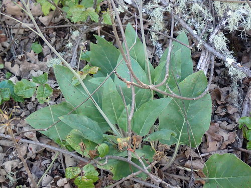 iNaturalist observation photo of Pacific hound's tongue