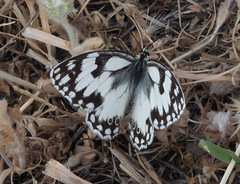 Melanargia titea