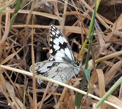 Melanargia titea