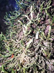 Forsstroemia producta