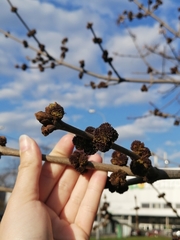 Fraxinus pennsylvanica