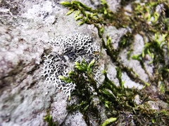 Speerschneidera euploca