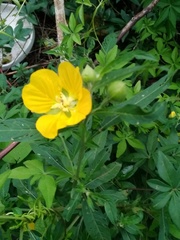 Ludwigia bonariensis