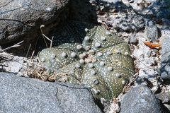 Astrophytum asterias