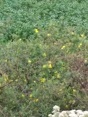 Ludwigia bonariensis