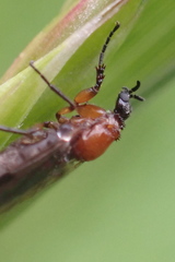 Dilophus tibialis breviceps