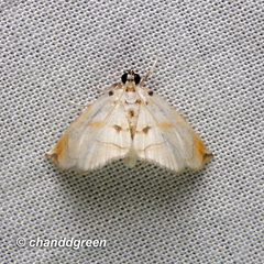 Trichophysetis hampsoni