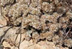Paronychia sinaica