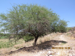 Prosopis laevigata