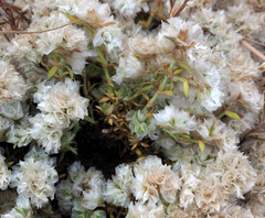 Paronychia sinaica