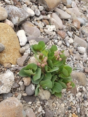Asclepias cryptoceras davisii
