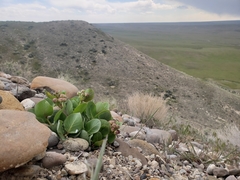 Asclepias cryptoceras davisii