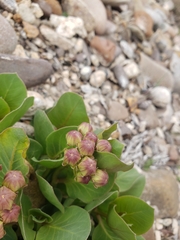 Asclepias cryptoceras davisii