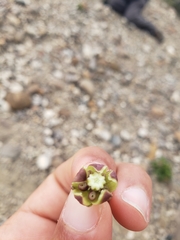 Asclepias cryptoceras davisii