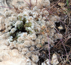 Paronychia sinaica
