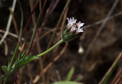 Pterocephalus plumosus