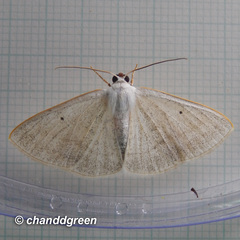 Lomographa claripennis