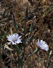 Lactuca tuberosa