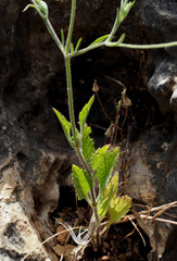 Pterocephalus plumosus