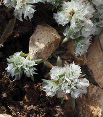 Paronychia sinaica