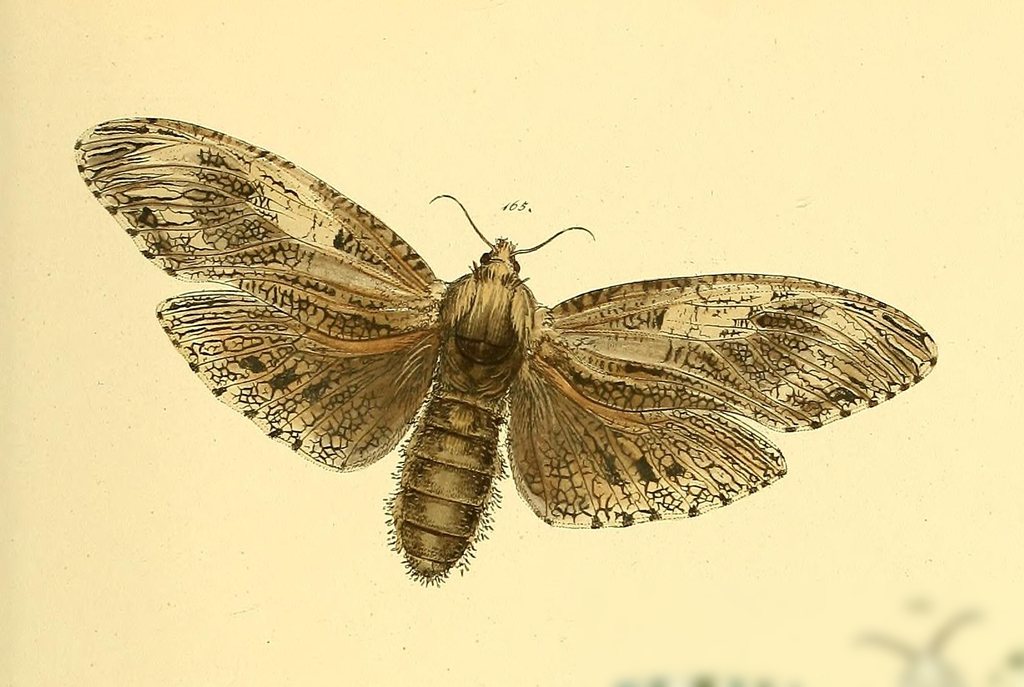 Allocryptobia