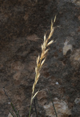 Arrhenatherum palaestinum