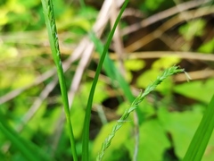 Carex strigosa