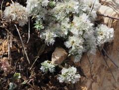 Paronychia sinaica