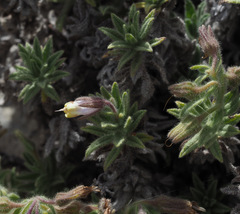 Podonosma orientalis