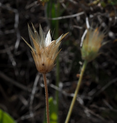 Catananche lutea