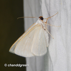 Lomographa claripennis