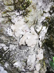 Speerschneidera euploca