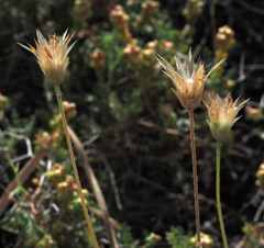 Catananche lutea