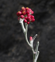 Helichrysum sanguineum